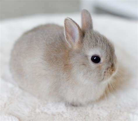 Tiny bunny вк