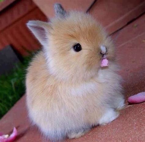 Tiny bunny вк