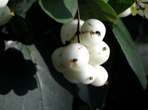 Белые ягоды