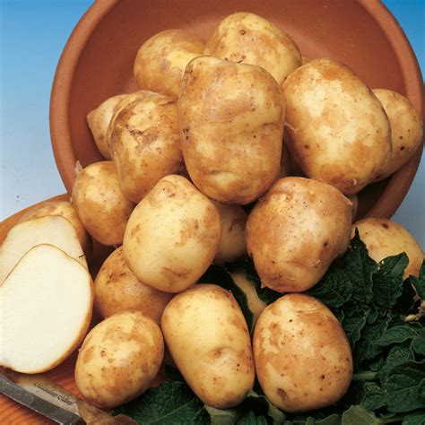 Картофель сорта