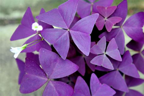Кислица фиолетовая садовая