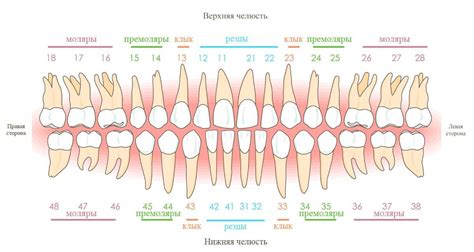 Нумерация зубов у человека