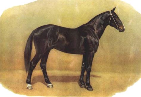 Рассмотрите фотографию коричневой лошади породы кабардинская и выполните задания