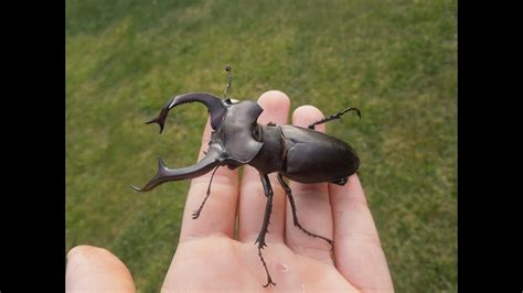 Сколько живут жуки олени