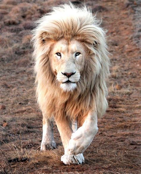 Lion s mane